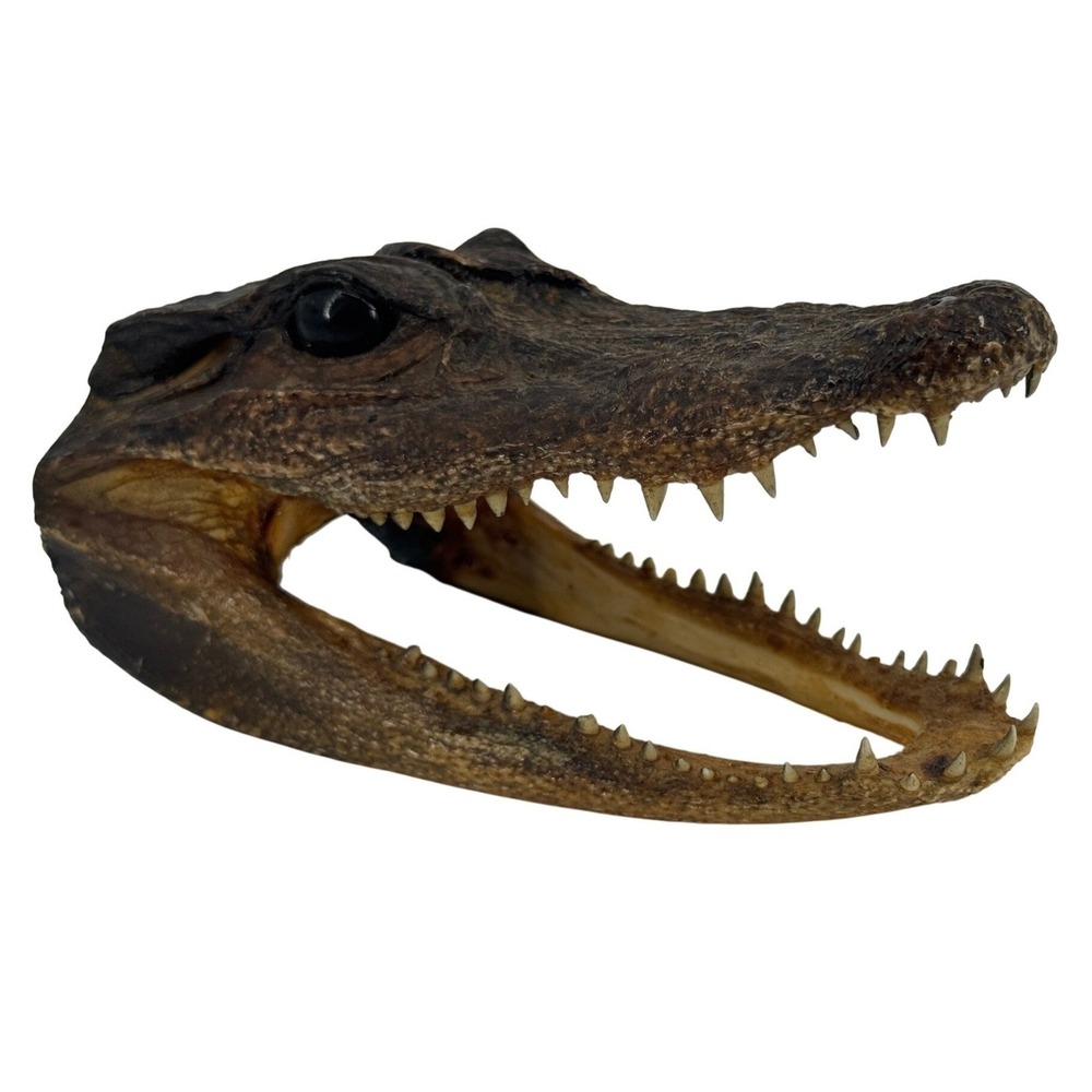 Alligator Head Taxidermy Small Brown Real Bone Open Jaw Oddities Decor